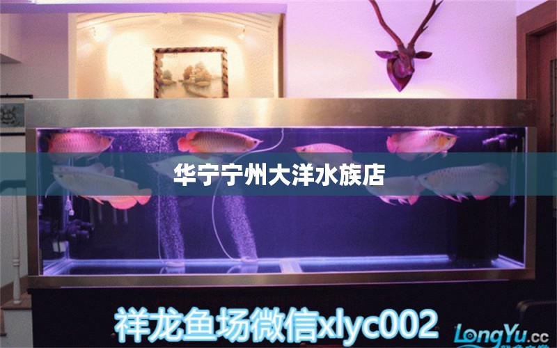 华宁宁州大洋水族店 全国水族馆企业名录