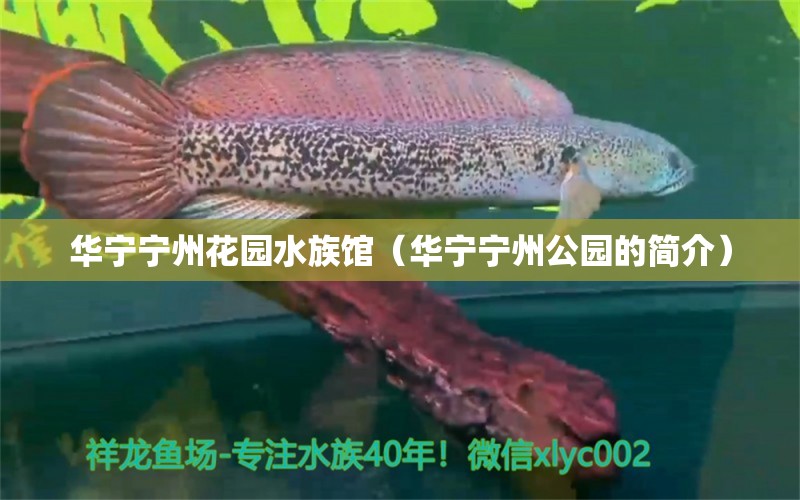 华宁宁州花园水族馆（华宁宁州公园的简介） 全国水族馆企业名录