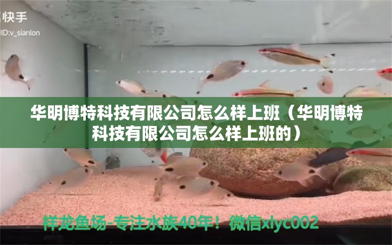 华明博特科技有限公司怎么样上班（华明博特科技有限公司怎么样上班的）