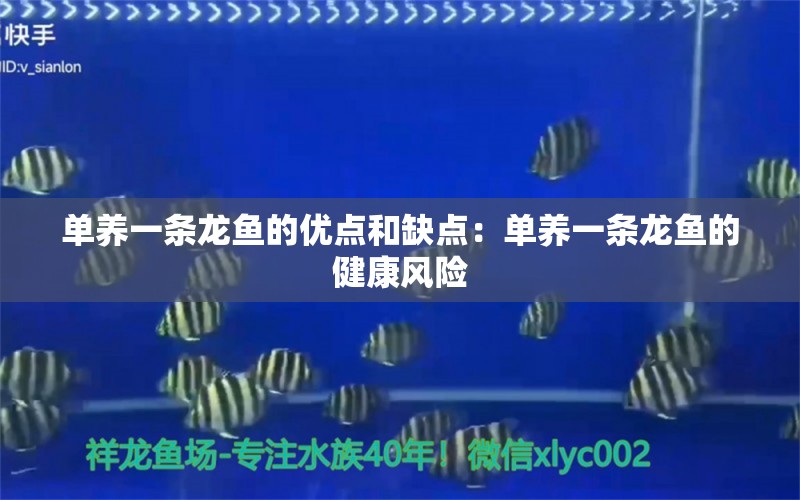 单养一条龙鱼的优点和缺点：单养一条龙鱼的健康风险 水族问答 第2张