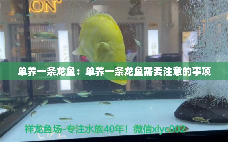 单养一条龙鱼：单养一条龙鱼需要注意的事项 水族问答 第1张