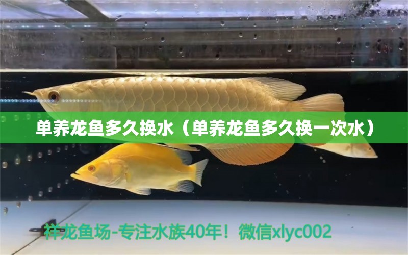 单养龙鱼多久换水（单养龙鱼多久换一次水）