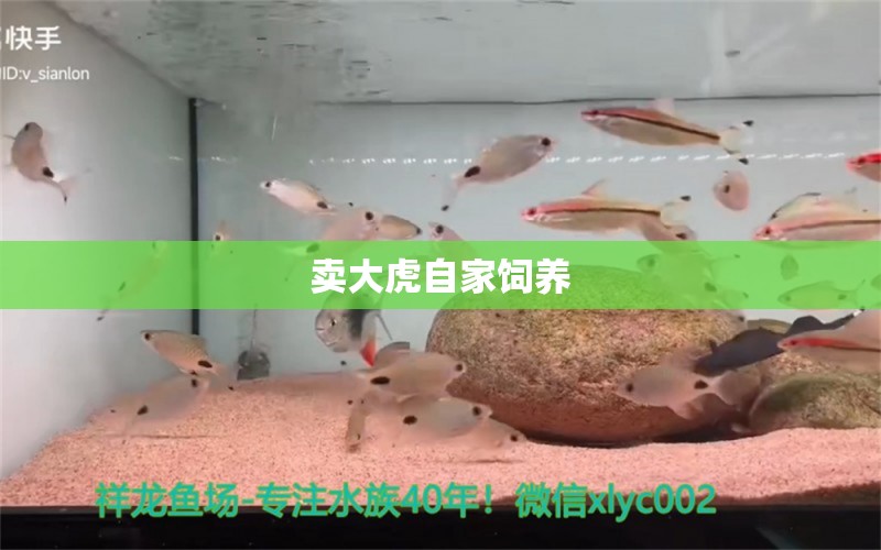 卖大虎自家饲养