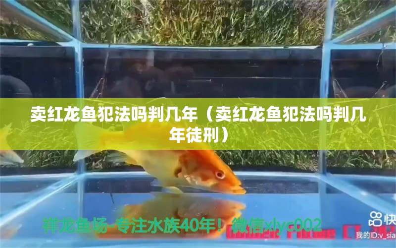 卖红龙鱼犯法吗判几年（卖红龙鱼犯法吗判几年徒刑） 网上购买观赏鱼