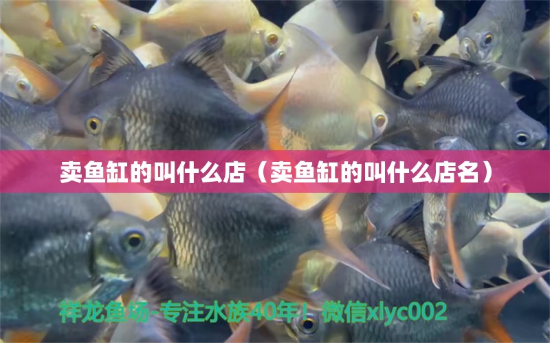 卖鱼缸的叫什么店（卖鱼缸的叫什么店名） 祥龙水族医院