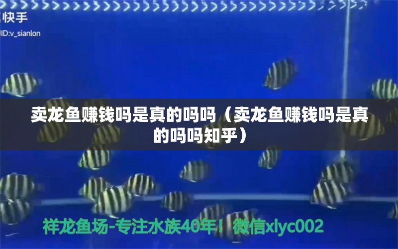 卖龙鱼赚钱吗是真的吗吗（卖龙鱼赚钱吗是真的吗吗知乎） 网上购买观赏鱼