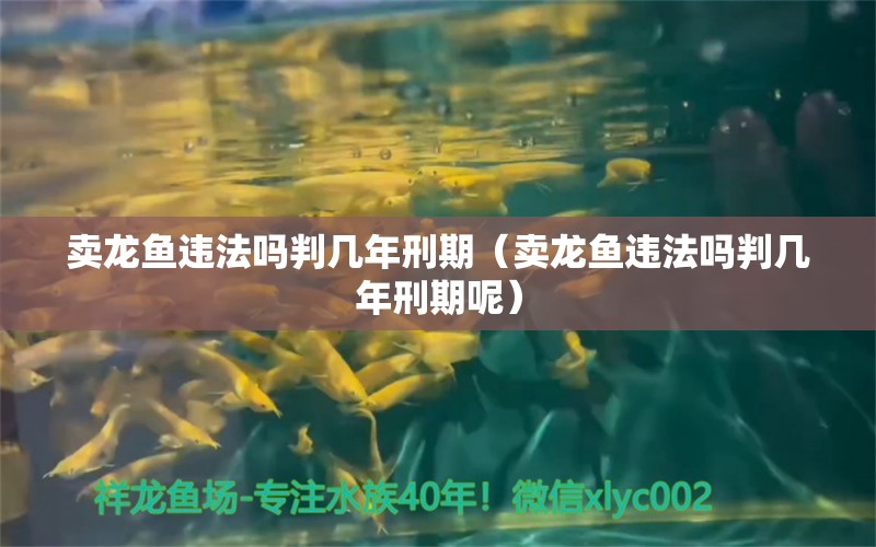 卖龙鱼违法吗判几年刑期（卖龙鱼违法吗判几年刑期呢） 网上购买观赏鱼