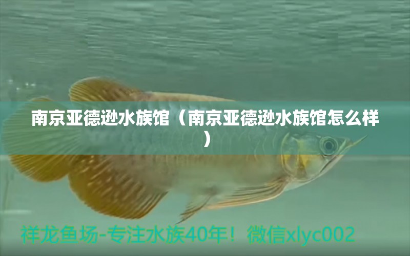 南京亚德逊水族馆（南京亚德逊水族馆怎么样）