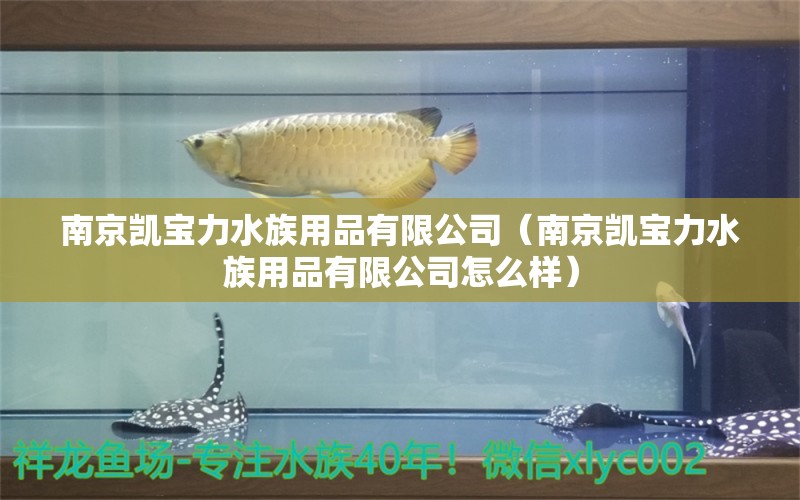 南京凯宝力水族用品有限公司（南京凯宝力水族用品有限公司怎么样） 水族用品