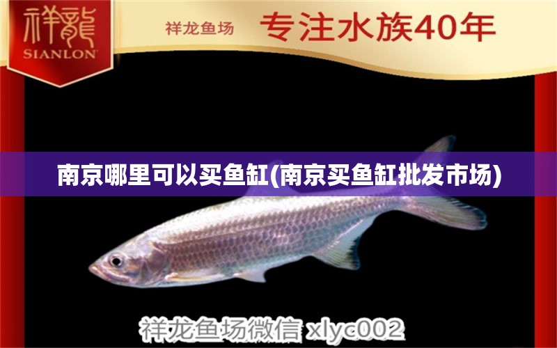 南京哪里可以买鱼缸(南京买鱼缸批发市场) 暹罗巨鲤
