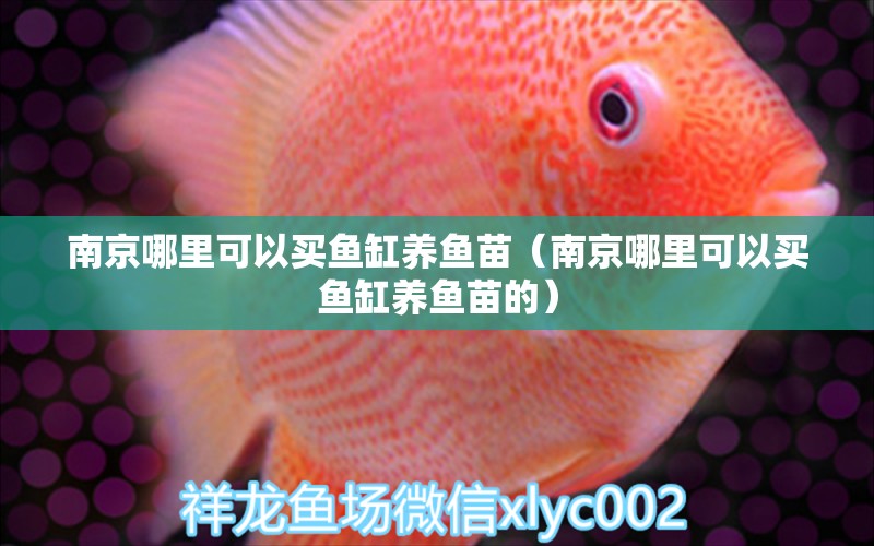 南京哪里可以买鱼缸养鱼苗（南京哪里可以买鱼缸养鱼苗的） 祥龙水族医院