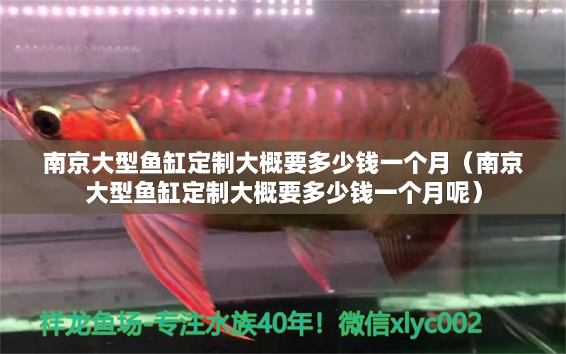 南京大型鱼缸定制大概要多少钱一个月（南京大型鱼缸定制大概要多少钱一个月呢）