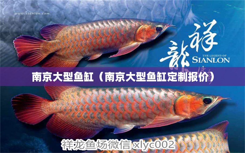 南京大型鱼缸（南京大型鱼缸定制报价）