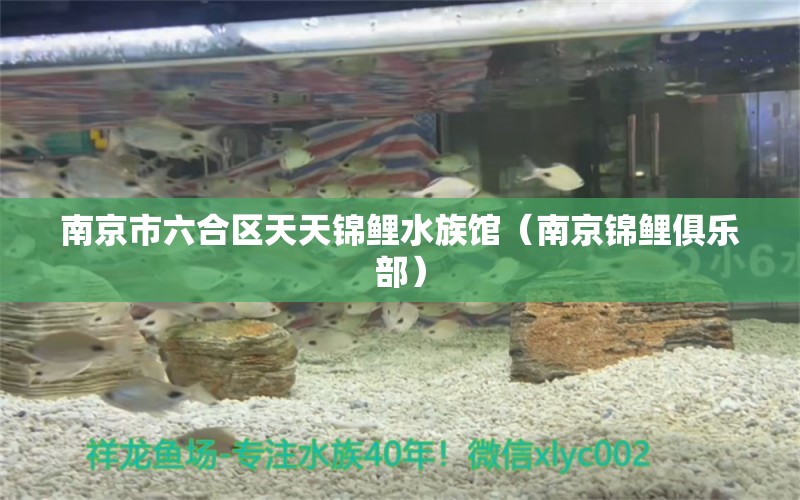 南京市六合区天天锦鲤水族馆（南京锦鲤俱乐部） 全国水族馆企业名录