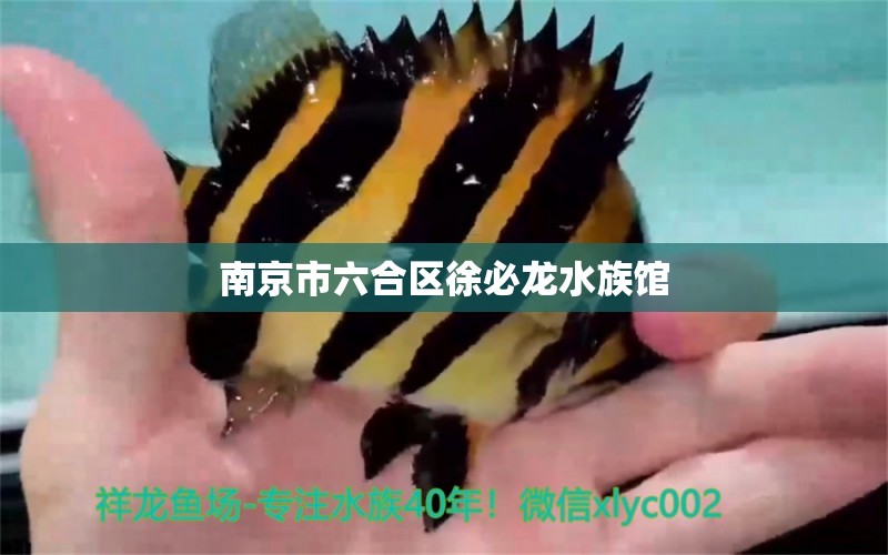 南京市六合区徐必龙水族馆