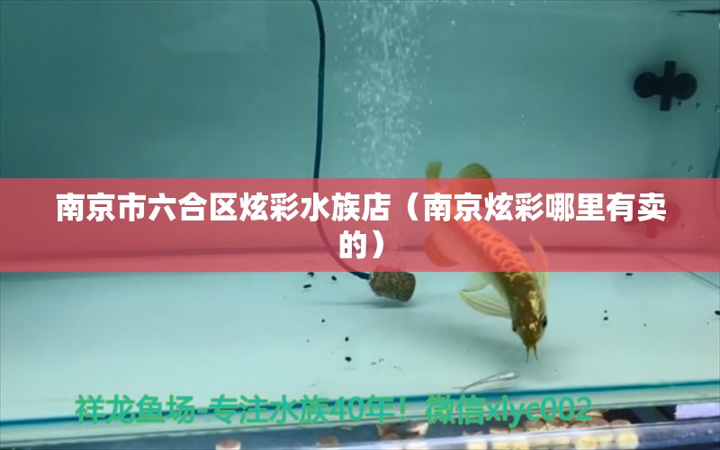 南京市六合区炫彩水族店（南京炫彩哪里有卖的）