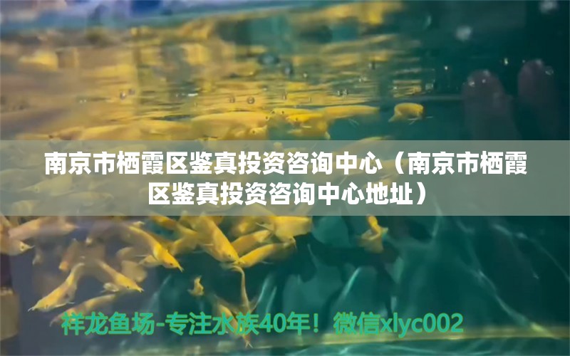 南京市栖霞区鉴真投资咨询中心（南京市栖霞区鉴真投资咨询中心地址） 全国水族馆企业名录