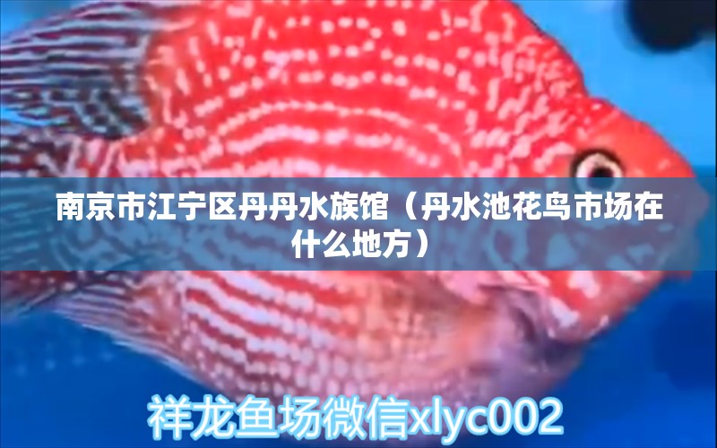 南京市江宁区丹丹水族馆（丹水池花鸟市场在什么地方）