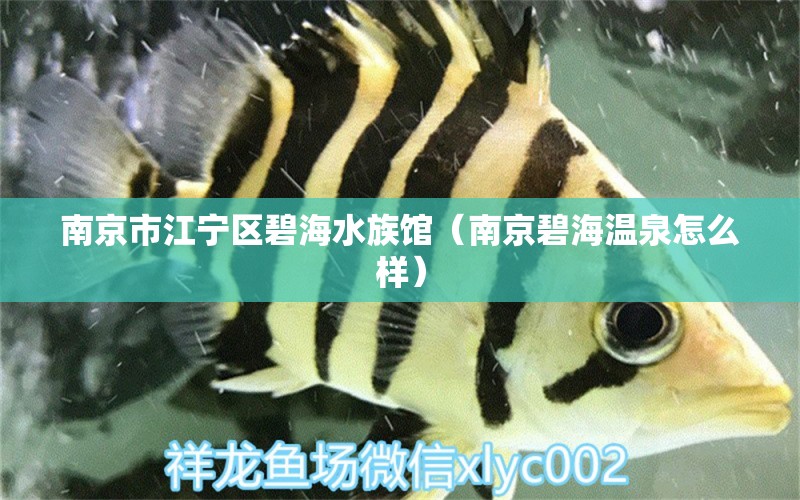 南京市江宁区碧海水族馆（南京碧海温泉怎么样）