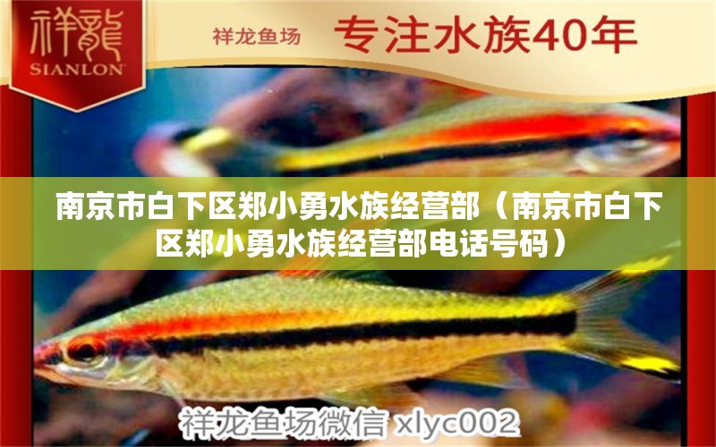 南京市白下区郑小勇水族经营部（南京市白下区郑小勇水族经营部电话号码）