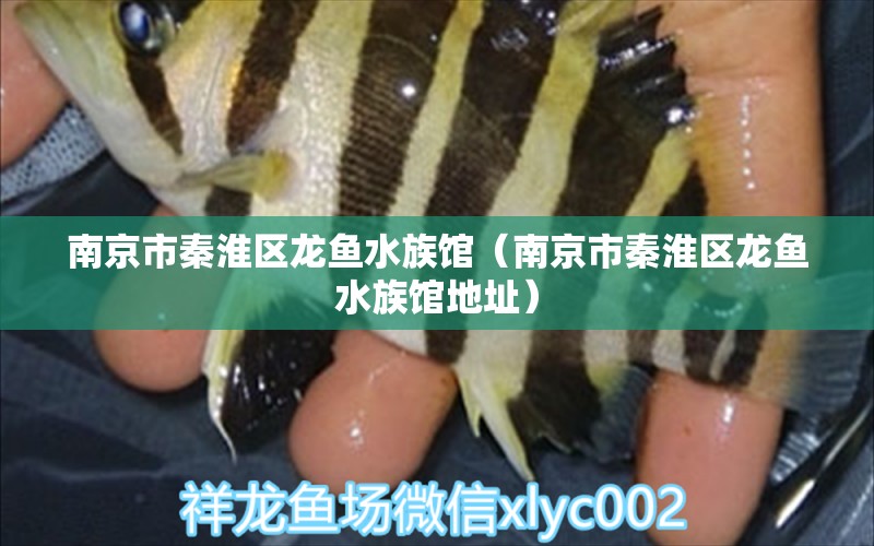 南京市秦淮区龙鱼水族馆（南京市秦淮区龙鱼水族馆地址）