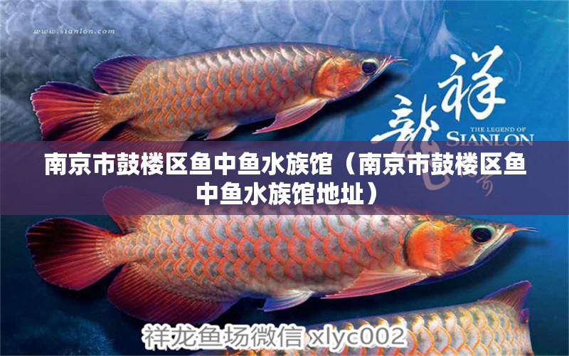 南京市鼓楼区鱼中鱼水族馆（南京市鼓楼区鱼中鱼水族馆地址） 全国水族馆企业名录