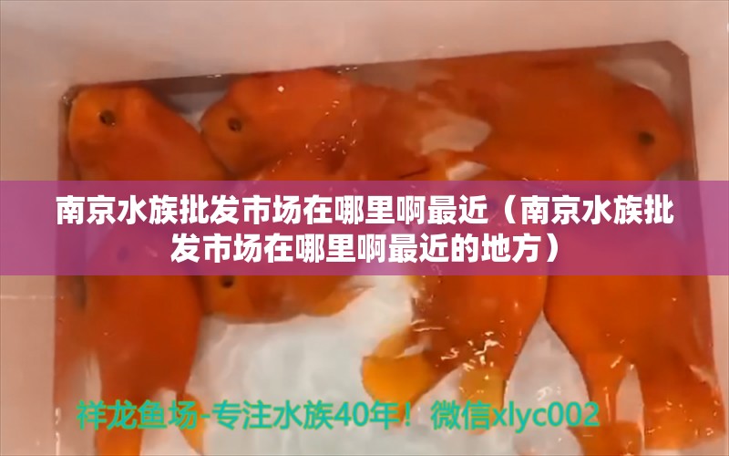 南京水族批发市场在哪里啊最近（南京水族批发市场在哪里啊最近的地方）