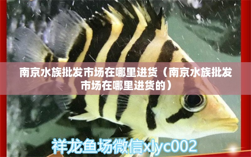 南京水族批发市场在哪里进货（南京水族批发市场在哪里进货的） 观赏鱼水族批发市场