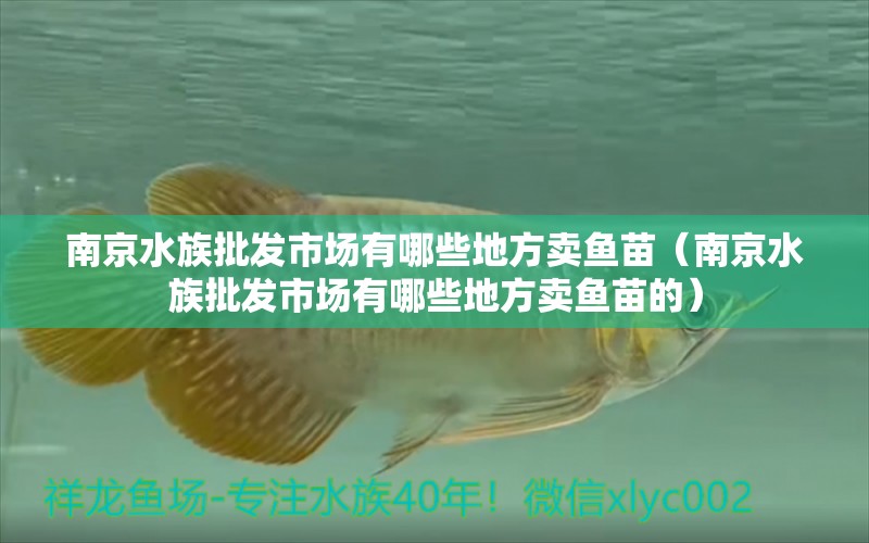 南京水族批发市场有哪些地方卖鱼苗（南京水族批发市场有哪些地方卖鱼苗的）