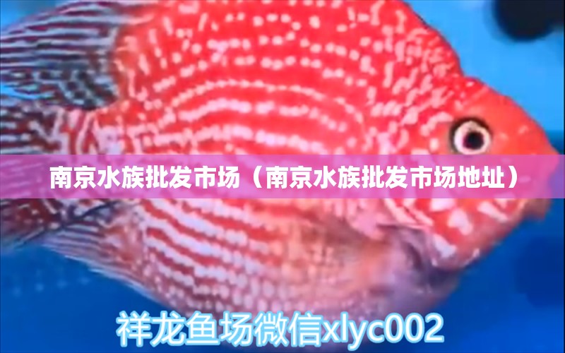 南京水族批发市场（南京水族批发市场地址）