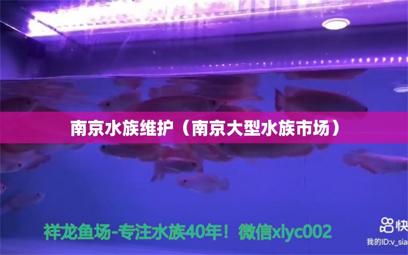 南京水族维护（南京大型水族市场） 红龙专用鱼粮饲料 第1张