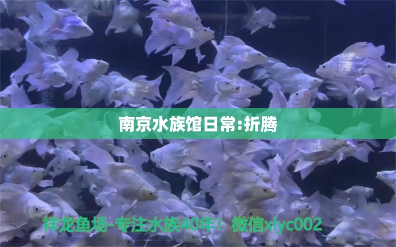 南京水族馆日常:折腾 女王大帆鱼苗 第5张