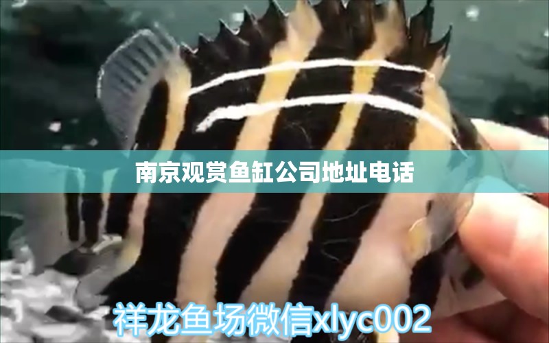 南京观赏鱼缸公司地址电话 水族问答 第2张