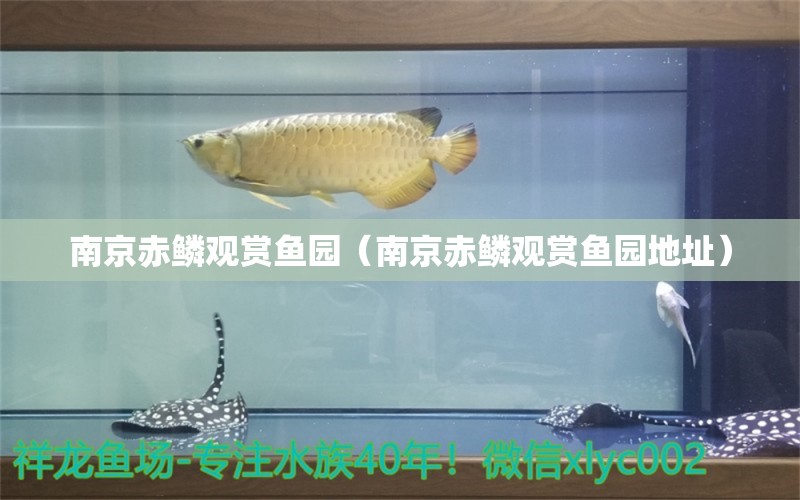 南京赤鳞观赏鱼园（南京赤鳞观赏鱼园地址） 全国水族馆企业名录