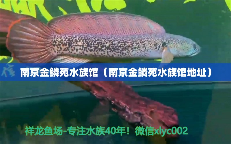 南京金鳞苑水族馆（南京金鳞苑水族馆地址）