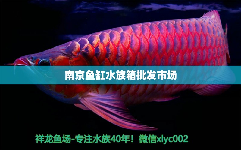 南京鱼缸水族箱批发市场