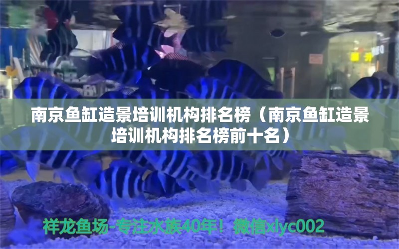 南京鱼缸造景培训机构排名榜（南京鱼缸造景培训机构排名榜前十名） 祥龙水族医院