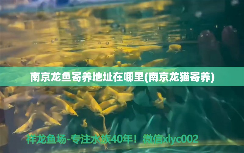 南京龙鱼寄养地址在哪里(南京龙猫寄养) 充氧泵