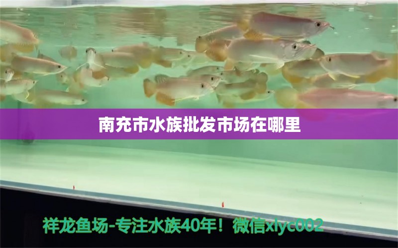 南充市水族批发市场在哪里