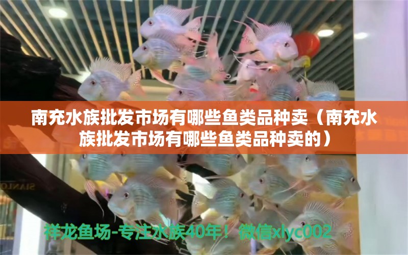 南充水族批发市场有哪些鱼类品种卖（南充水族批发市场有哪些鱼类品种卖的）