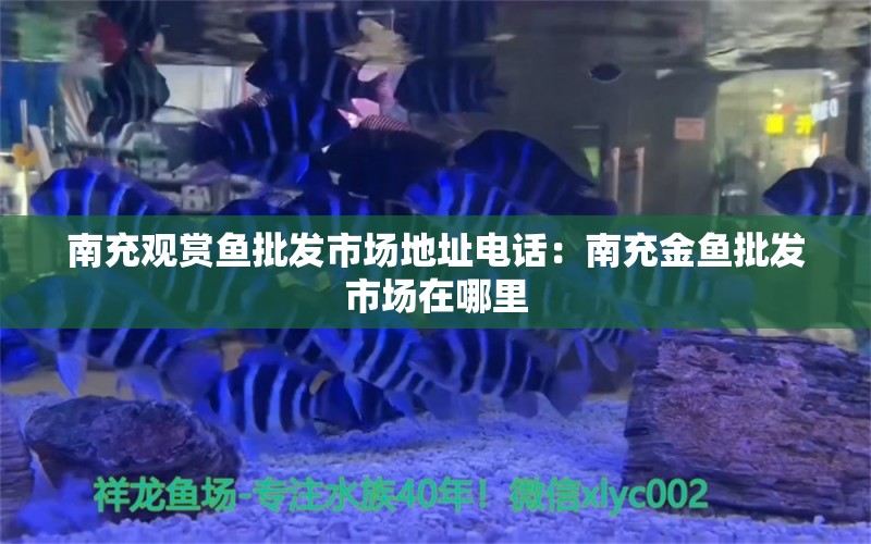 南充观赏鱼批发市场地址电话：南充金鱼批发市场在哪里 观赏鱼批发 第1张