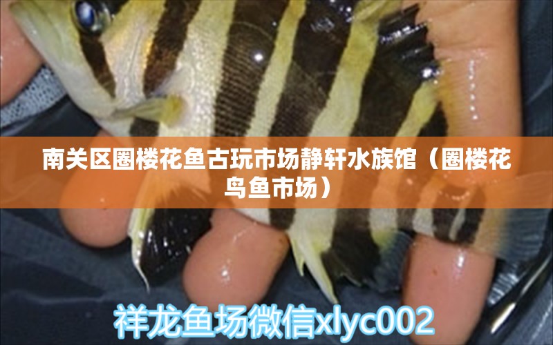 南关区圈楼花鱼古玩市场静轩水族馆（圈楼花鸟鱼市场） 全国水族馆企业名录