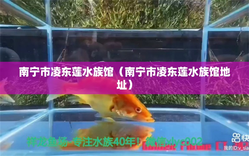 南宁市凌东莲水族馆（南宁市凌东莲水族馆地址）