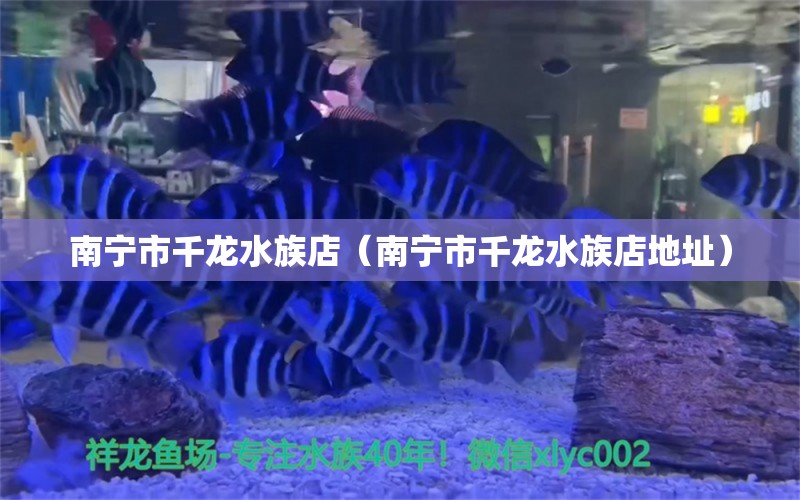 南宁市千龙水族店（南宁市千龙水族店地址） 全国水族馆企业名录