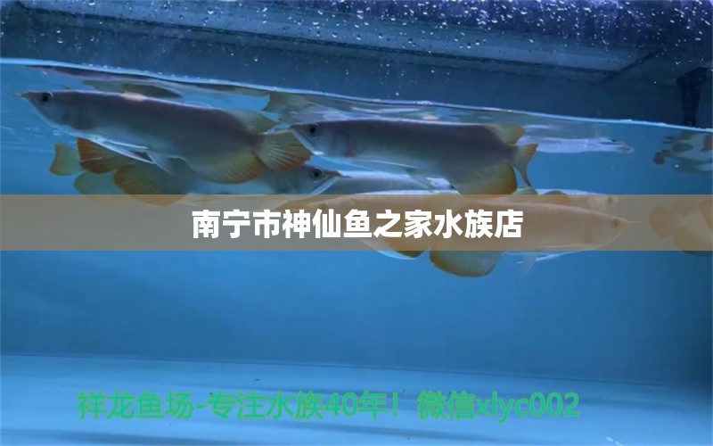 南宁市神仙鱼之家水族店