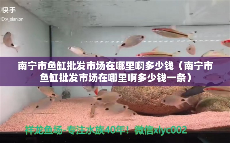 南宁市鱼缸批发市场在哪里啊多少钱（南宁市鱼缸批发市场在哪里啊多少钱一条） 祥龙水族医院