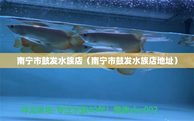 南宁市鼓发水族店（南宁市鼓发水族店地址）