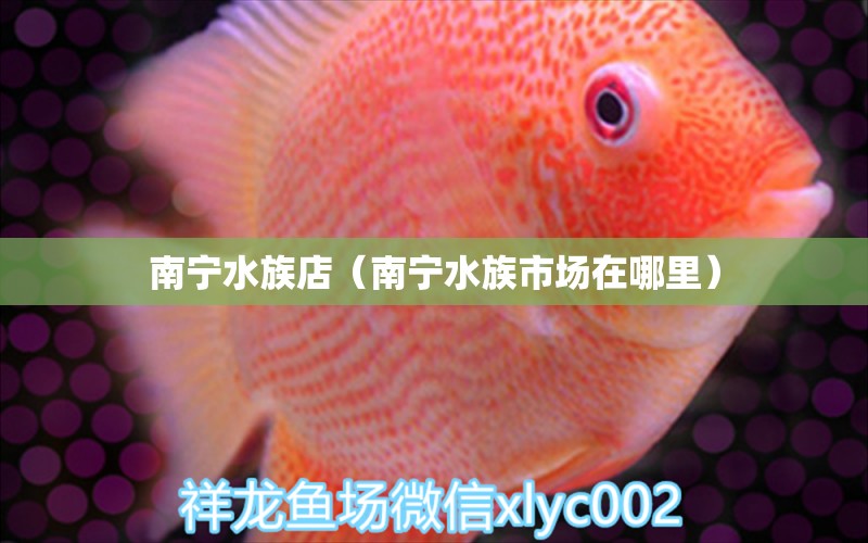 南宁水族店（南宁水族市场在哪里）