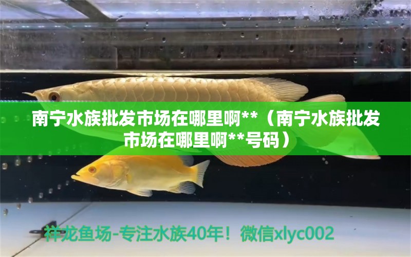 南宁水族批发市场在哪里啊**（南宁水族批发市场在哪里啊**号码）