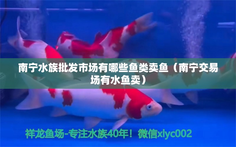 南宁水族批发市场有哪些鱼类卖鱼（南宁交易场有水鱼卖） 观赏鱼水族批发市场